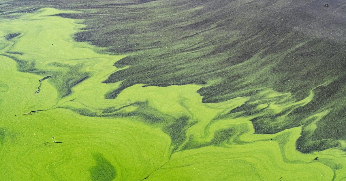 Toxic algae is making people sick and killing animals – and it will likely get worse Toxic algae is making people sick and killing animals – and it will likely get worse