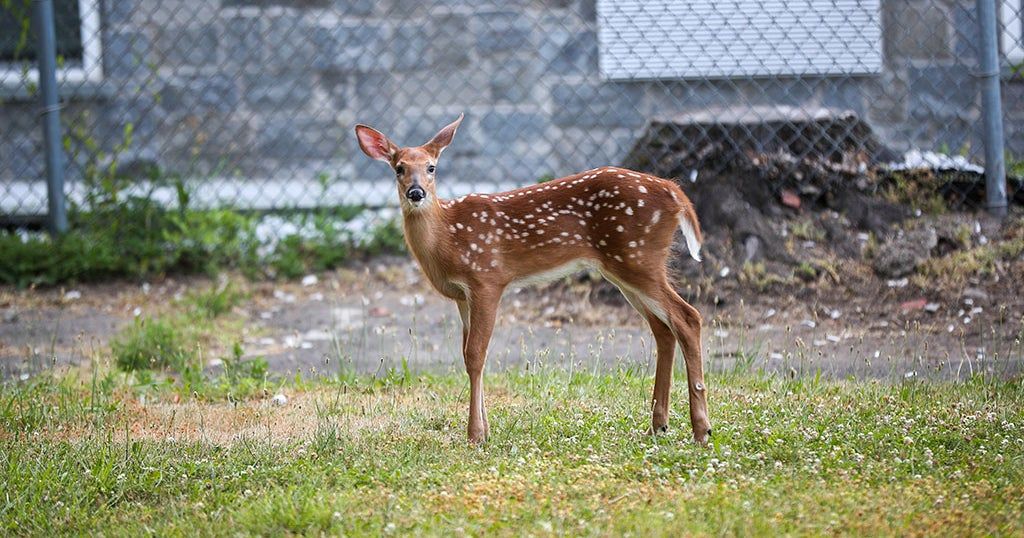Deer spread COVID to humans multiple times, new research suggests