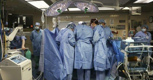 Groundbreaking pig-to-human kidney transplant performed at Massachusetts hospital Groundbreaking pig-to-human kidney transplant performed at Massachusetts hospital