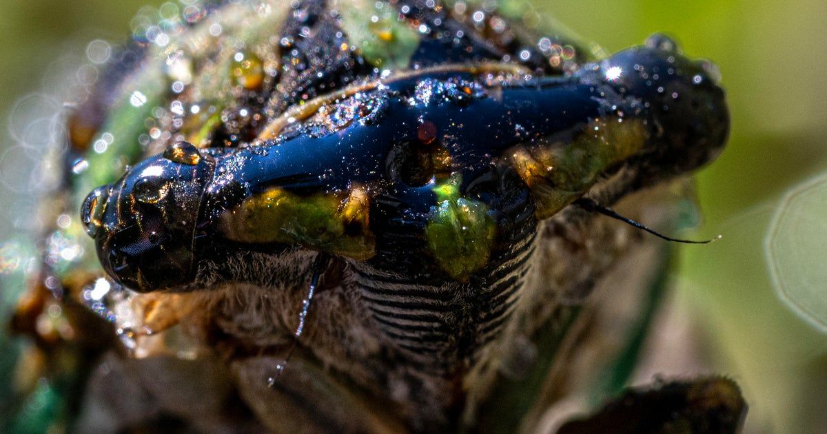 Cicadas come with an itchy pest — nearly invisible mites that can cause rashes and travel with the wind