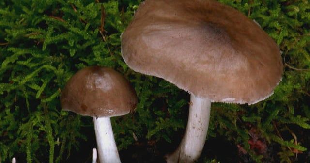 Is LSD a wonder drug for mental health? Is LSD a wonder drug for mental health?