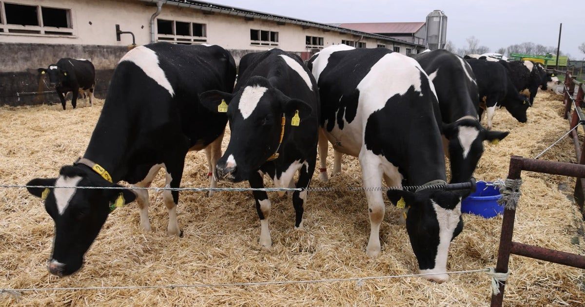 Third human case of bird flu tied to dairy cattle outbreak Third human case of bird flu tied to dairy cattle outbreak