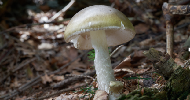 California warns against foraging mushrooms after cluster of poisonings, 1 death