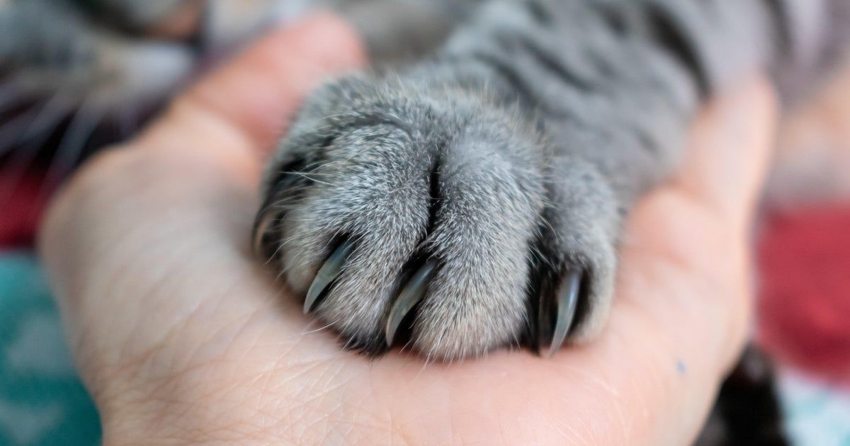 More than a dozen cats dead or sickened by bird flu in raw pet food, FDA says