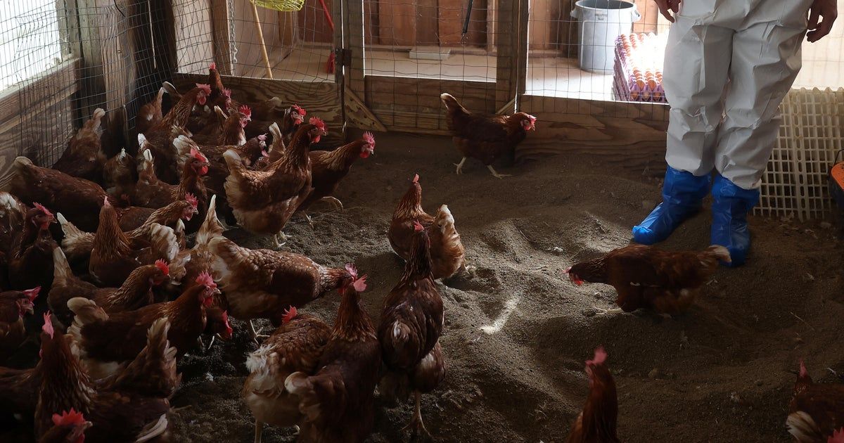 California offering gift cards to encourage bird flu testing California offering gift cards to encourage bird flu testing