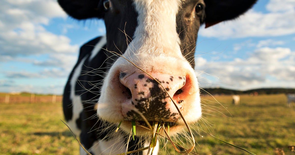 Feds testing ground beef sold where dairy cows were stricken by bird flu