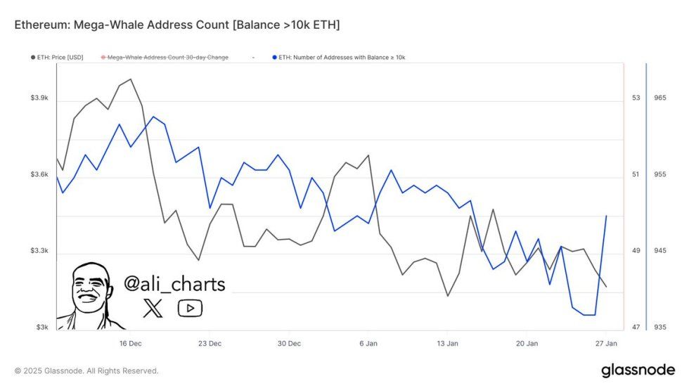 13 Mega Whales Holding Over 10,000 Ethereum Join The Network In 24 Hours – Major Accumulation Signal? | Bitcoinist.com 1 13 mega whales (each holding over 10,000 ETH) joined the network | Source: Ali Martinez on X