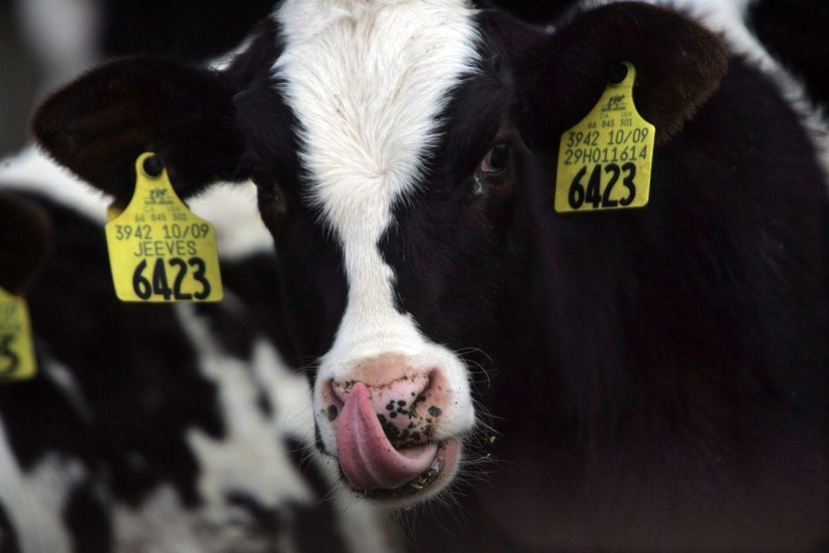 The U.S. dairy industry wants to tackle climate change–but not at the expense of feeding the world 1 a9933a99 GettyImages 566073669 e1703084789175