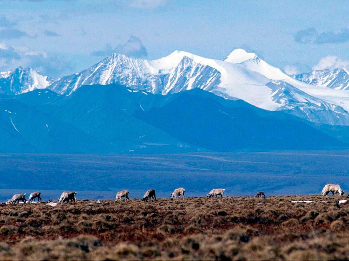 Biden administration cancels 7 remaining oil and gas leases Trump gave in Alaska's Arctic Refuge 1 c8a6da07 AP23249826674305