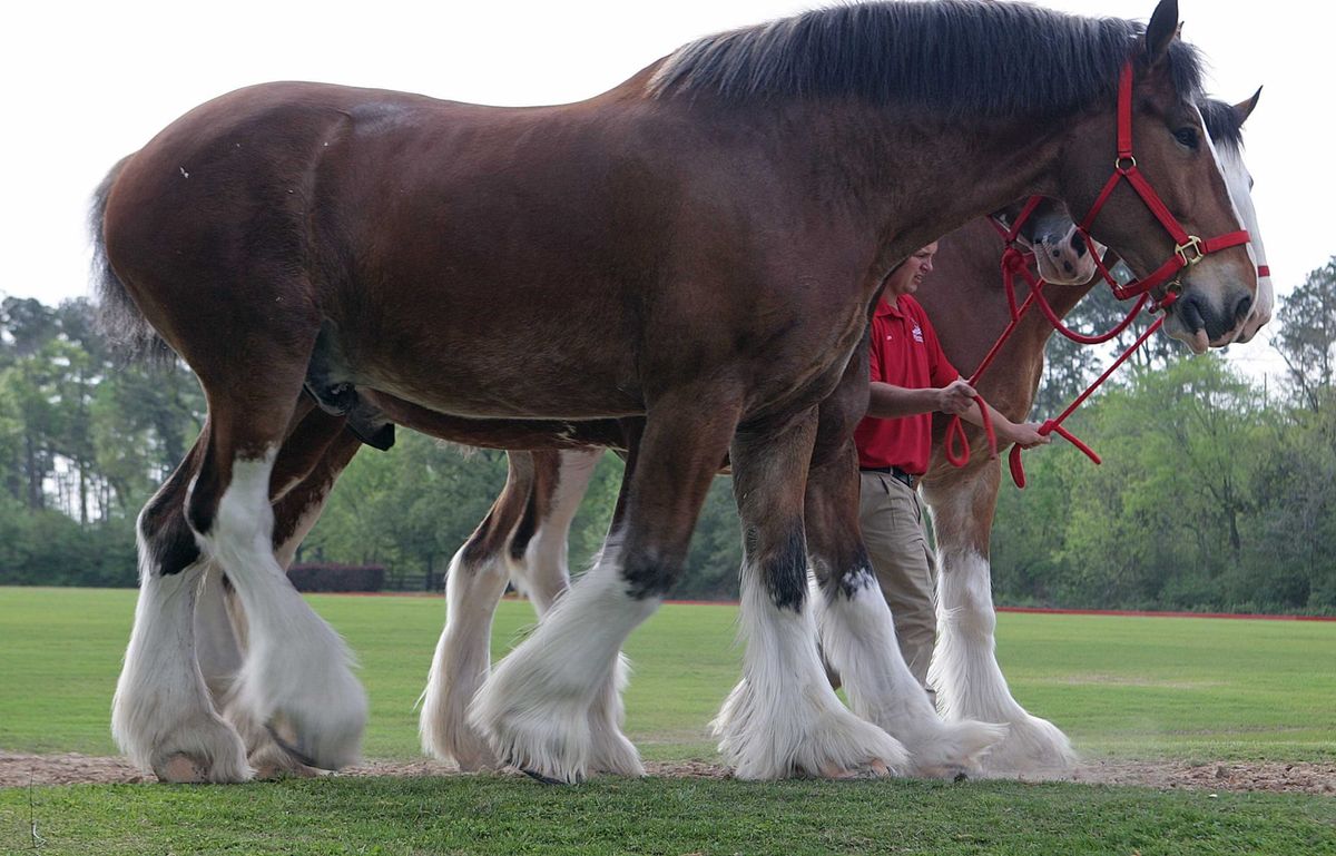 Budweiser will no longer shorten the tails of its iconic Clydesdales after PETA complained that it amounted to 'cruelty' 1 cad94b4b GettyImages 1253839269 e1695249516957