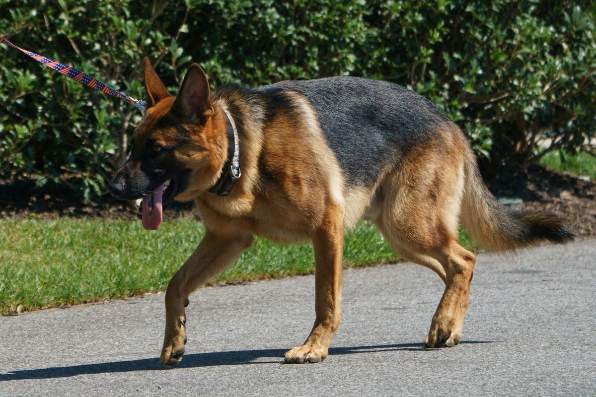 Joe Biden's dog Commander has been exiled from the White House after yet another biting incident involving the head groundskeeper 1 d374d594 GettyImages 1242404621 e1696548235713