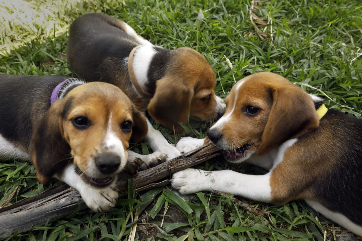 Beagle breeding farm to shutter for good after rescue group buys nearly 1,500 dogs following violent protests where cops teared gassed activists | Fortune 1 37e404a7 GettyImages 1242709404 e1781539923937