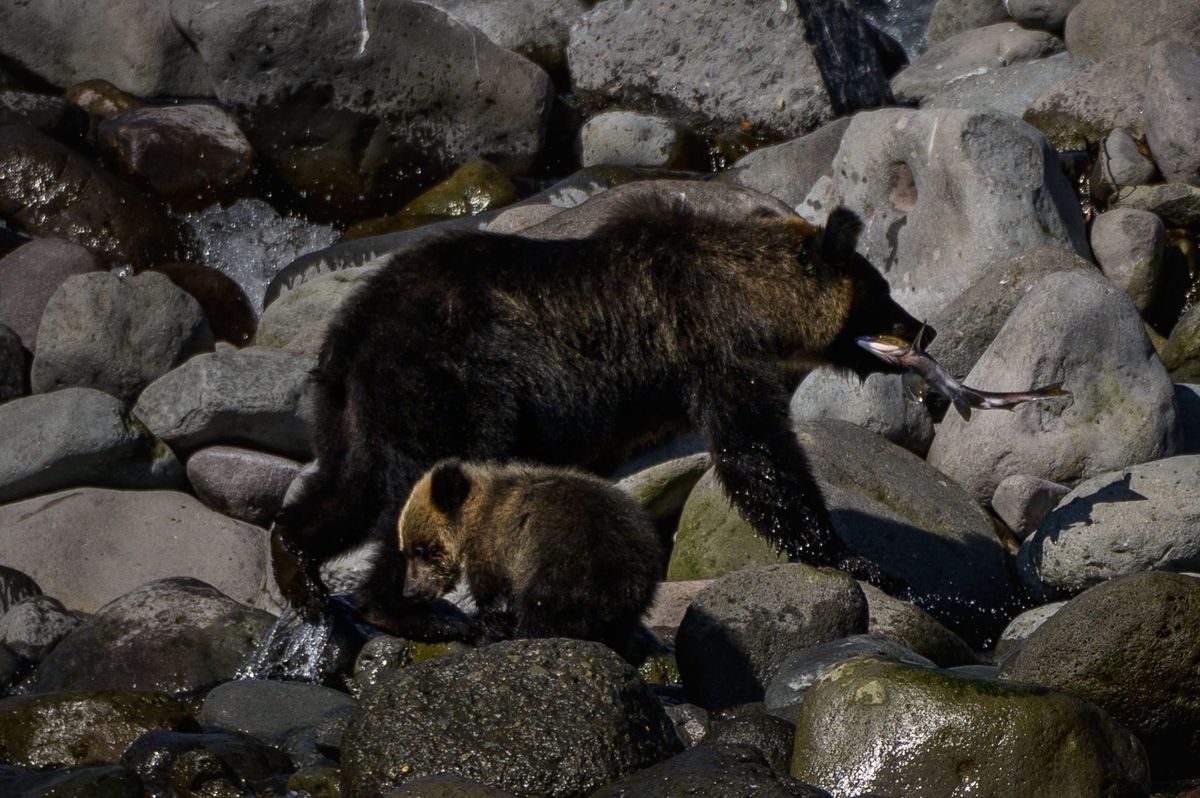 Japan has had so many bear attacks in the past year it’s turning to AI to act as a warning system 1 44e341b1 GettyImages 1181874634 e1714572942387