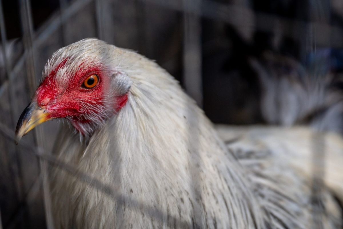 Bird flu outbreak at Colorado farm as 5 workers test positive: Experts warn of ‘turning point,’ call for urgent action 1 756ea3e2 GettyImages 1458872534 e1721037606839