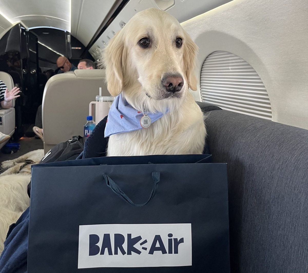 I flew 3,400 miles with my golden retriever on a one-of-a-kind luxury airline for dogs—here's what it was like 8 95a21076 IMG 5710 e1722447123307