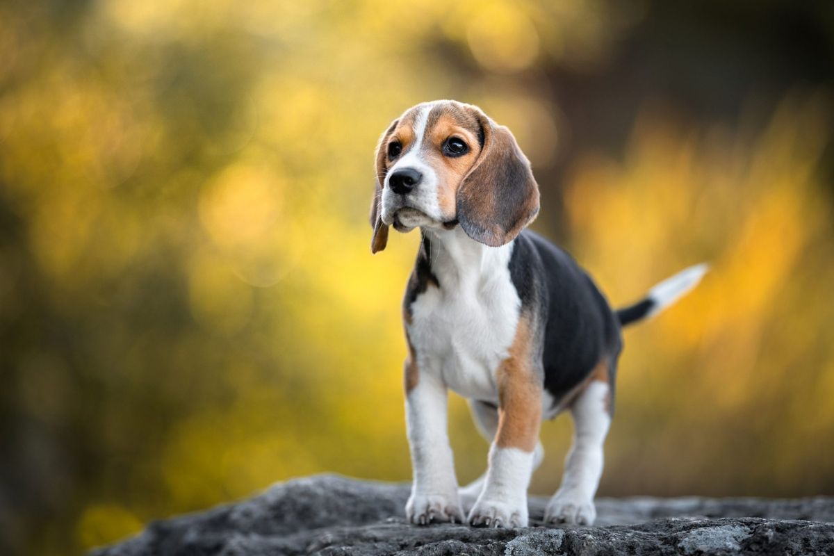 131 dogs will take to the field—and many will mark their territory. 1 d6e84a09 GettyImages 1306749705 e1738337035316