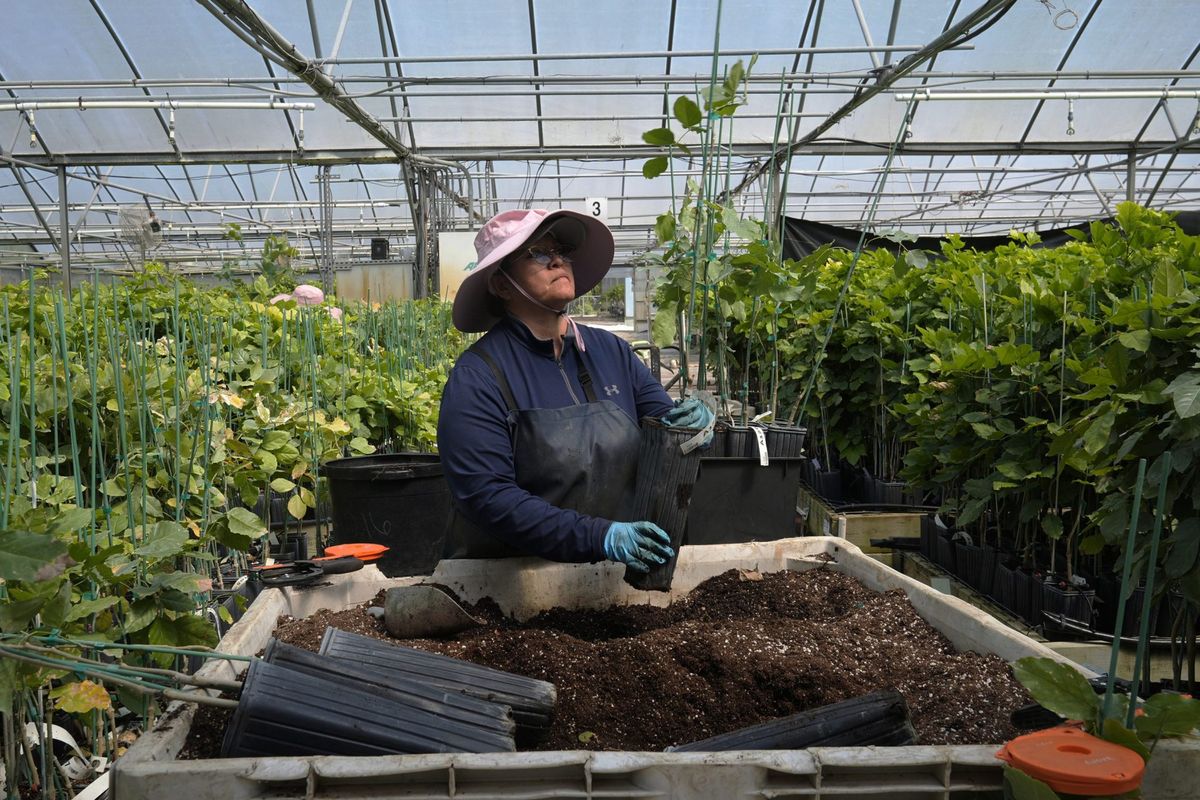Florida farmers turn to an ancient tree from India as the state's once-famous citrus industry dries up 1 e0ba1f28 AP24187618396279 e1720305728258