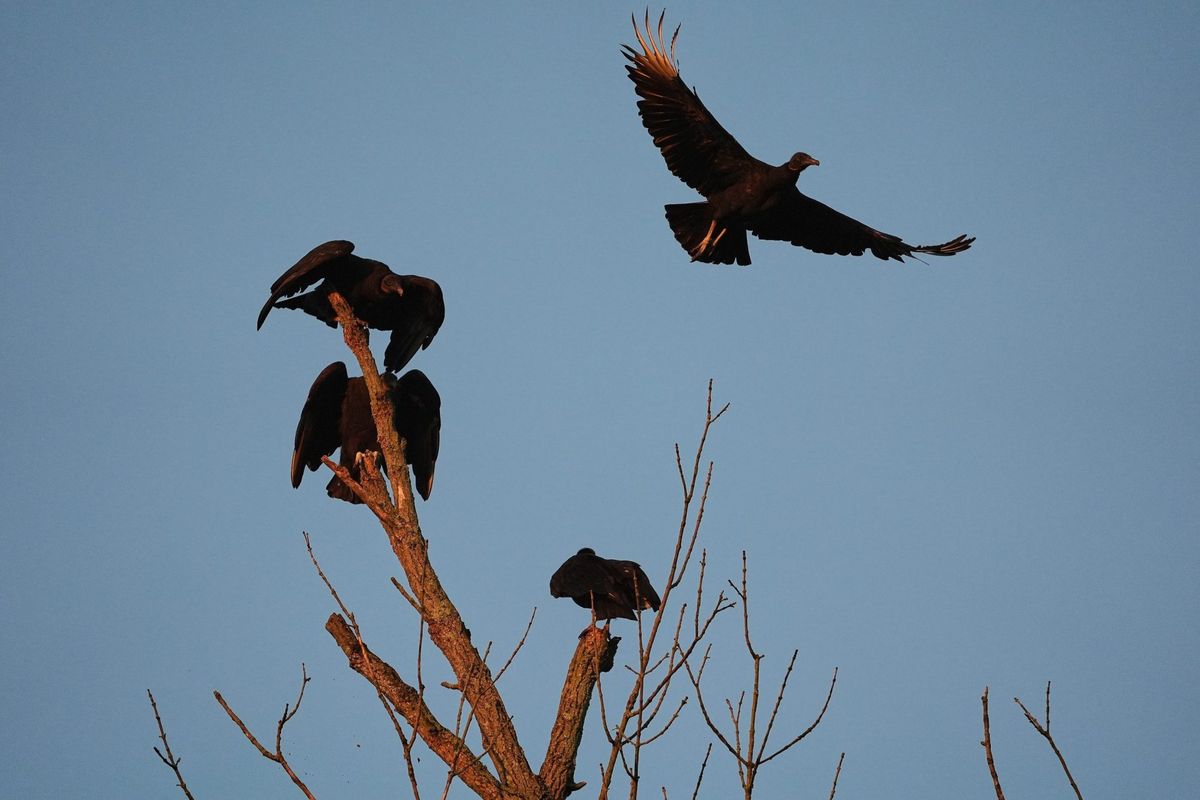 U.S. cattle faces a growing threat from a protected species of vulture spreading north amid climate change — 'They just basically eat them alive' | Fortune 1 f4c3eadb AP25303801087033 e1762039055529