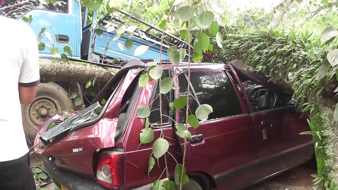 Two people injured, several vehicles damaged after 2 trees collapse 1 cb18fb1e image