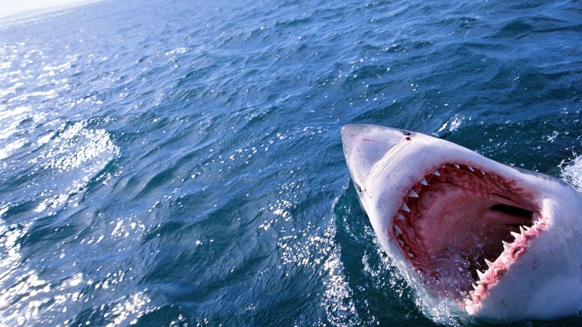 Here’s how making poor investment choices is like watching classic thriller ‘Jaws’