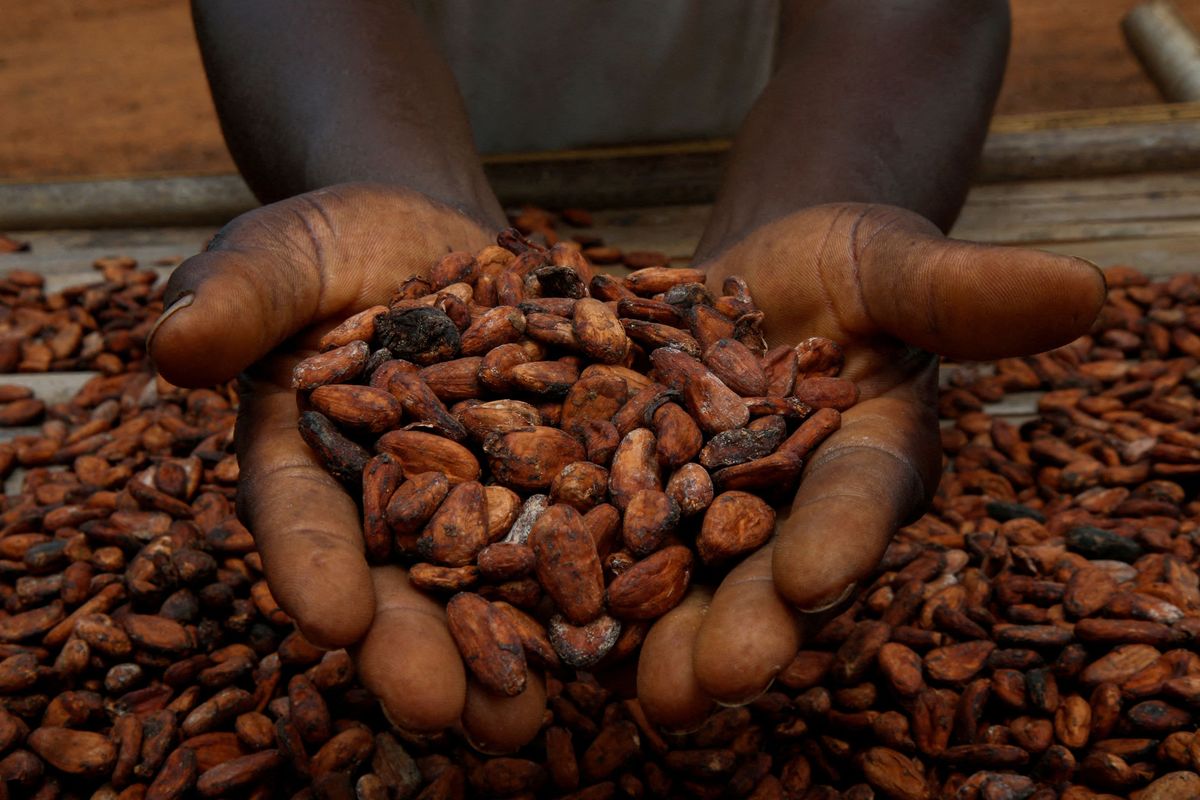 Cocoa prices are soaring. Candy makers will need to get creative 1 Why the price of chocolate's key ingredient skyrocketed in 2024