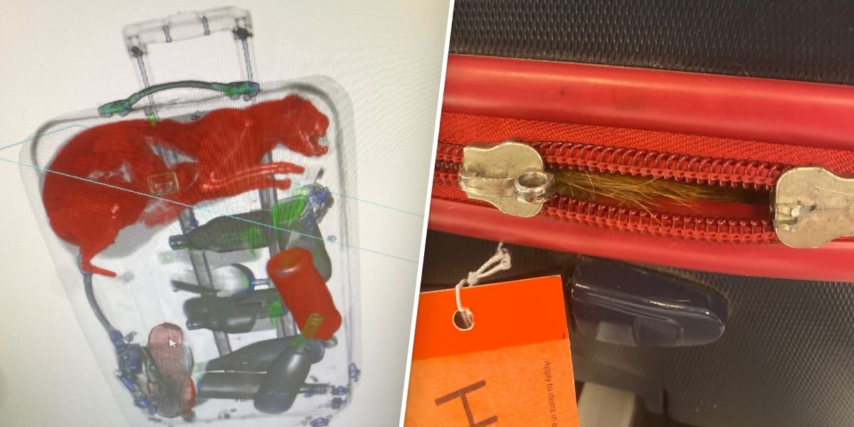 Cat's out of the bag: X-ray shows live cat trapped in checked luggage at JFK airport 1 36f2bcd2 221122 cat suitcase jfk mn 1415 d62c6f