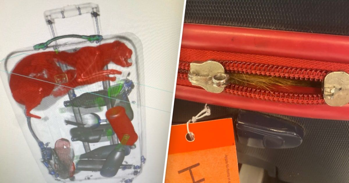 Cat’s out of the bag: X-ray shows live cat trapped in checked luggage at JFK airport  
