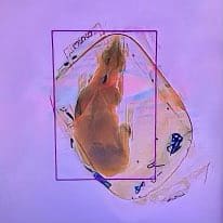 8eaafa45 221207 tsa dog in bag xray 1x1 se 246p 29a7c0