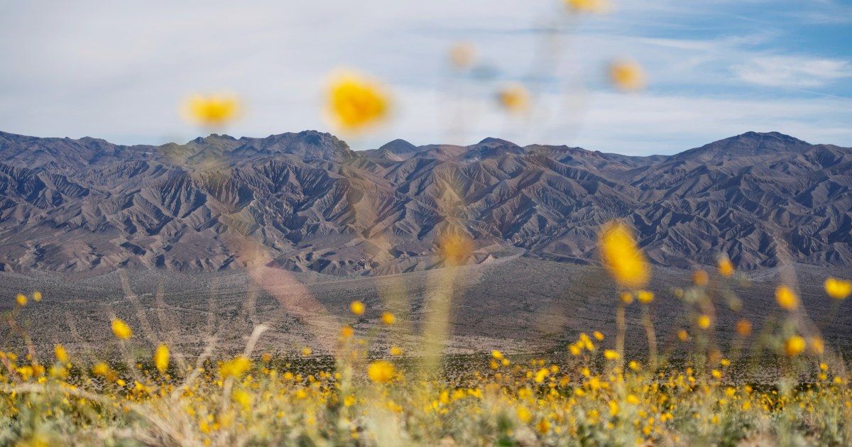 Tall flowers, dead shrubs, ephemeral lake: Death Valley has become a picture of climate whiplash Tall flowers, dead shrubs, ephemeral lake: Death Valley has become a picture of climate whiplash