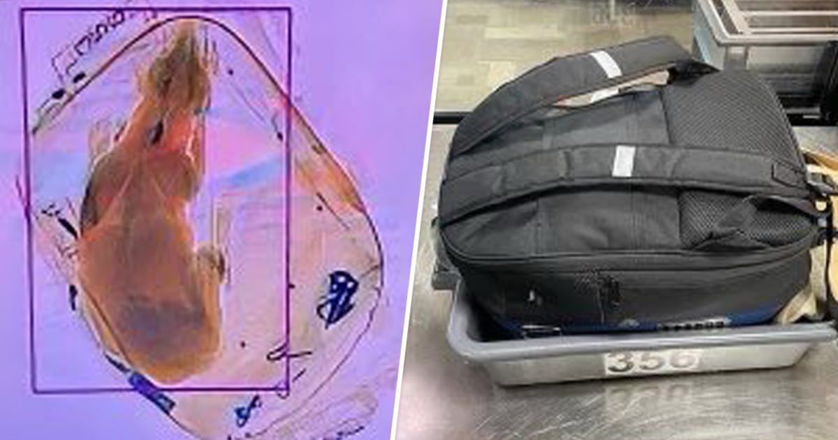 Dog accidentally sent through Wisconsin airport’s X-ray machine