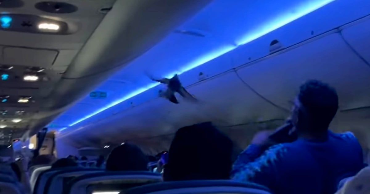 Delta flight erupts into chaos as pigeons fly around main cabin Delta flight erupts into chaos as pigeons fly around main cabin