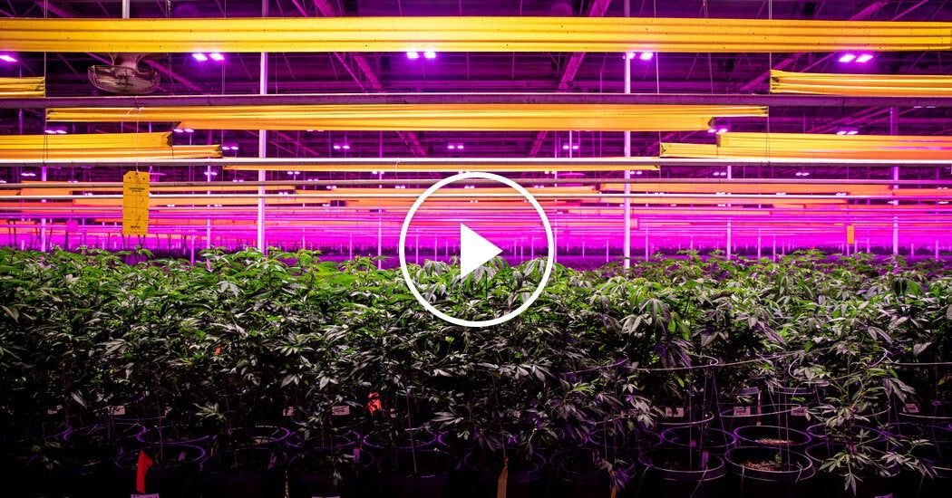 Video: President Trump Reclassifies Marijuana With Executive Order