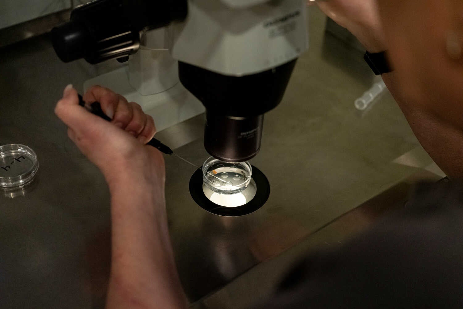 Video: Trump Announces Proposals to Make I.V.F. More Affordable 1 A person examining eggs under a microscope in a lab.