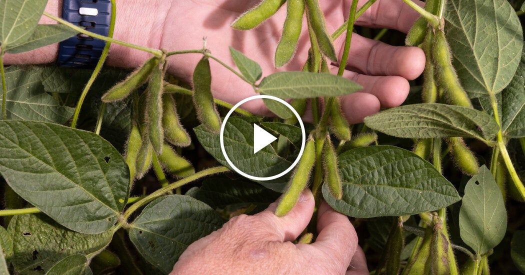 Video: Trump Offers Farmers  Billion Bailout From Trade War