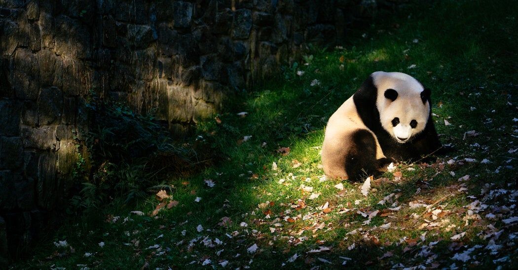 Welcome Back, Pandas! Two Furry Diplomats Are Headed to the D.C. Zoo.