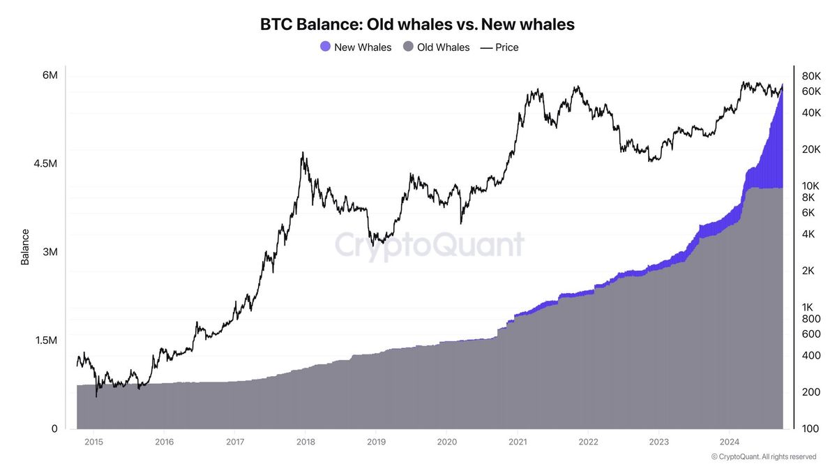 7 Reasons To Be Bullish On Bitcoin This Week 1 Old Bitcoin whales vs. new whales |