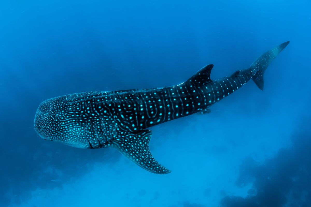 Ethereum In Bleak Situation? Sharks & Whales Continue 4-Month Long Selloff Ethereum In Bleak Situation? Sharks & Whales Continue 4-Month Long Selloff