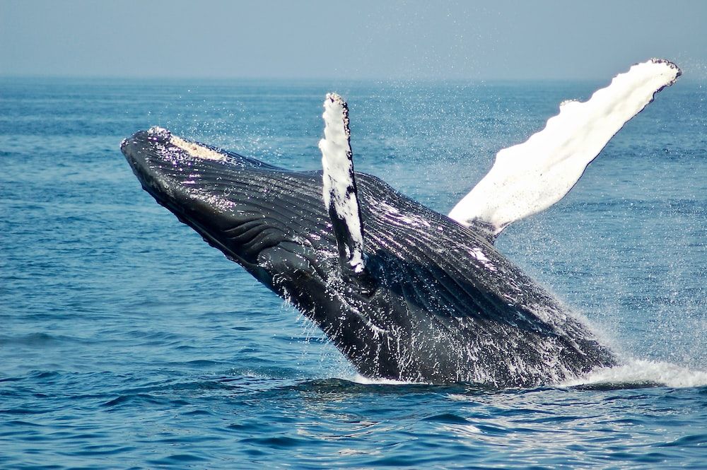 Bitcoin Whale Activity Declining – Why A Turnaround Is Important