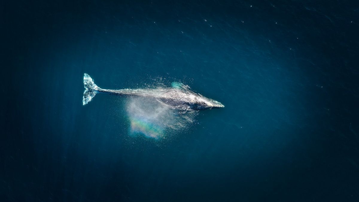 Ethereum Whale Buys 127K ETH, Was It Justin Sun Again?