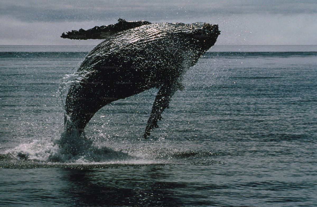 Bitcoin Whale Breaks Silence With  Million Transfer — What’s Going On?