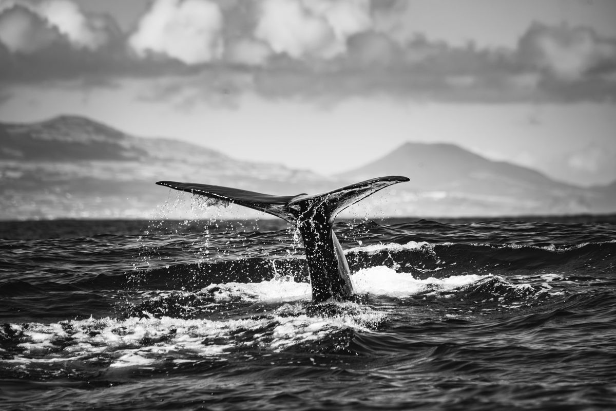 Mysterious Bitcoin Whale Transfers  Million After Years Of Silence