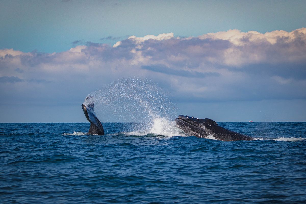 Bitcoin Witnesses Historic Whale Exodus: What You Need To Know