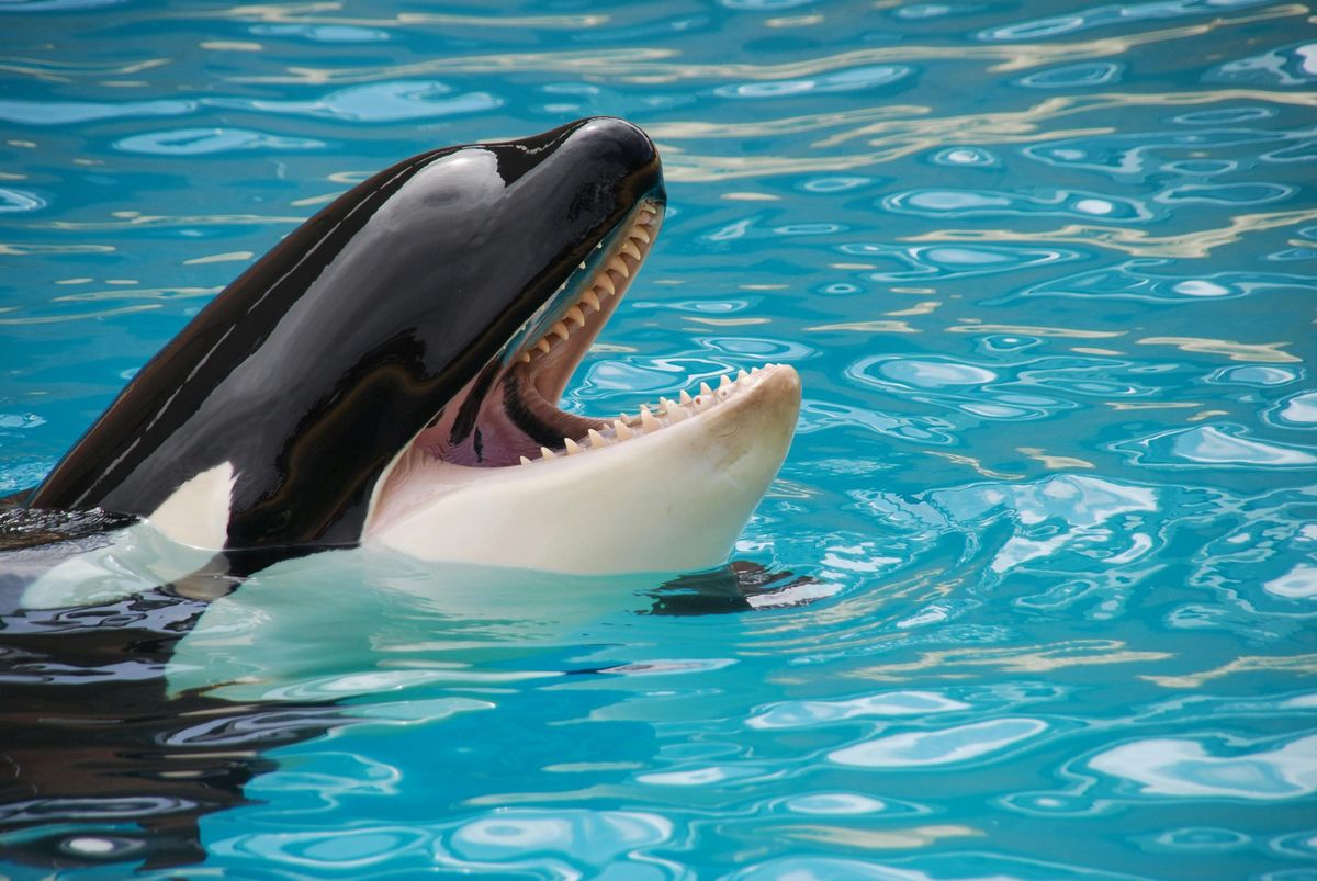 Ethereum Whales Go On Buying Spree Amid Market Crash