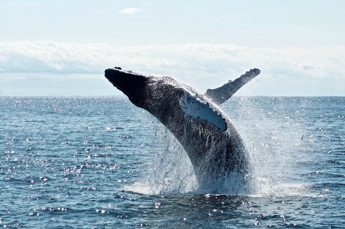Behind Ethereum Surge: Here’s How This Whale Is Taking Advantage Of The ETH Rally Behind Ethereum Surge: Here’s How This Whale Is Taking Advantage Of The ETH Rally