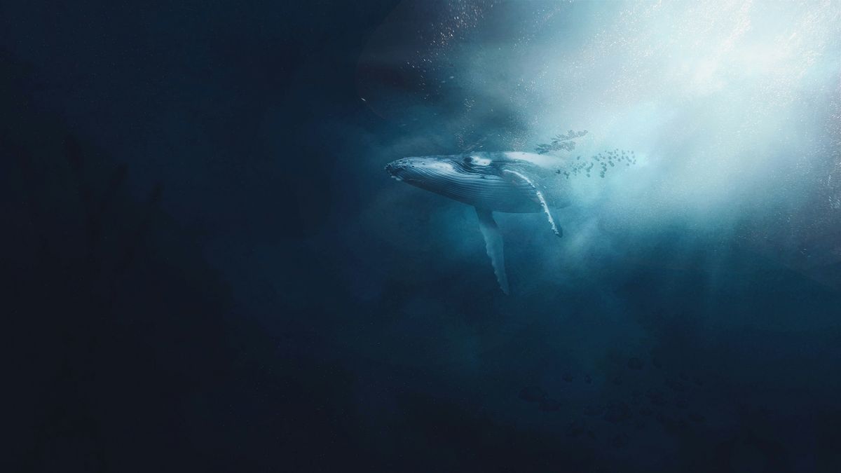 Ethereum Whales Come Alive: Are They Buying Or Selling?
