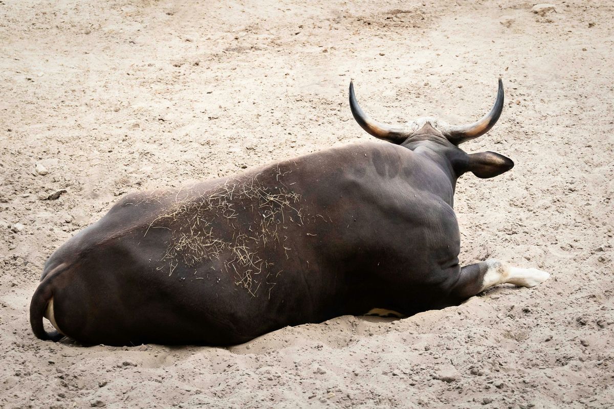 Santiment: Bitcoin Bulls Loading Up As Whales And Sharks Buy The Dip