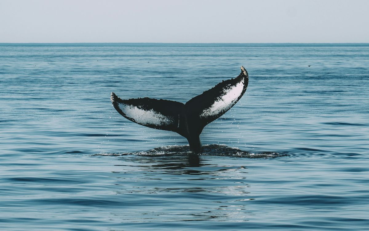 These Are The Ethereum Altcoins Witnessing High Whale Interest These Are The Ethereum Altcoins Witnessing High Whale Interest