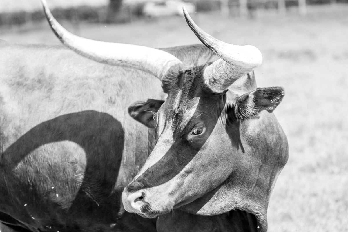 From Dotcom To Crypto: Veteran Analyst Says The Bull Run Isn’t Over